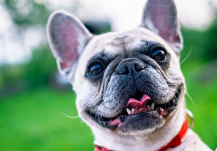 Il boom delle assicurazioni per animali domestici